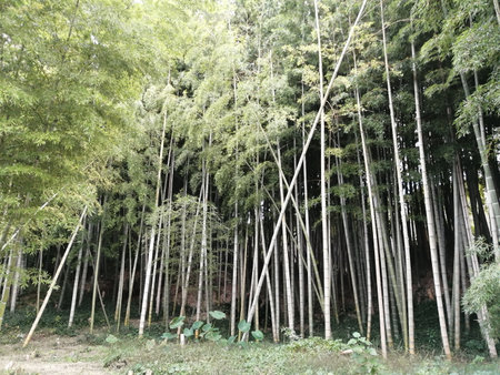 Bamboo forest in Japanの写真素材