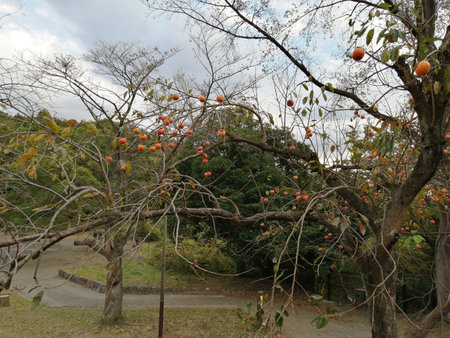A ripe persimmons on a treeの写真素材