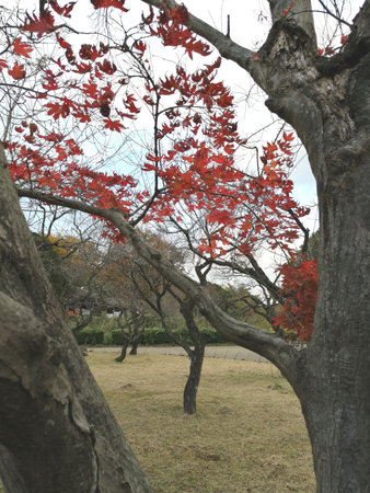Autumn parkの写真素材