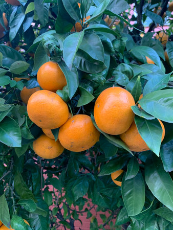 mandarin orangesの写真素材