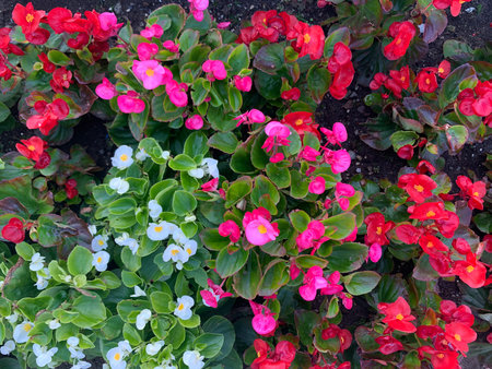 Colorful cute flowers in a gardenの写真素材