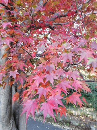 Autumn leaves Japanese maple leavesの写真素材