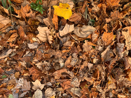 Fallen leaves at winterの写真素材