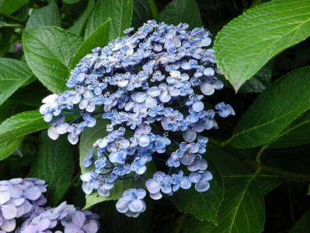 close up hydrangea flowerの写真素材
