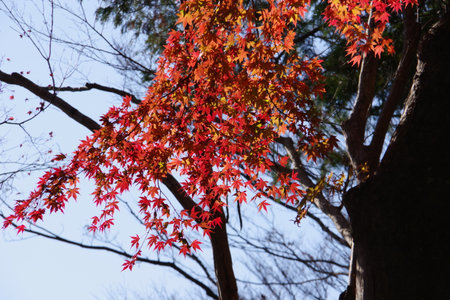 Autumn leave of Japanese mapleの写真素材