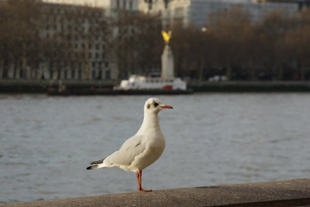 Bird rest at river sideの写真素材