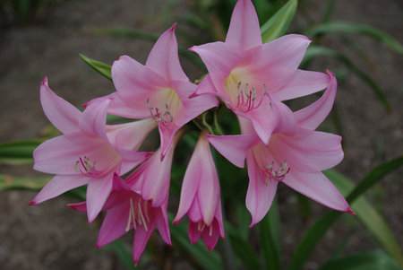 Pink lily flowerの写真素材
