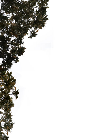 isolated composition of plant leaf cut out at the left side of image, leafs are isolated, layerd...