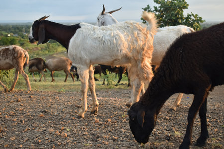 Brown goat in field, free. Steep goats.Goats eating grass,Goat on a pasture,Little goat portrai