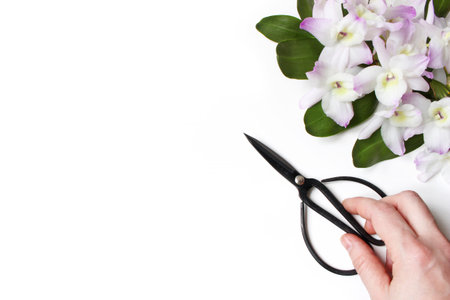 Styled stock photo. Tropical Dendrobium orchid flowers on white background. Closeup of woman's hand holding black vintage garden scissors. Floral frame, web banner, top view. Florist concept.の写真素材