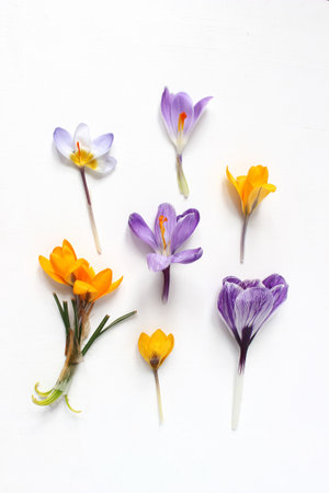 Spring, Easter floral composition. Yellow and violet crocuses flowers on white wooden background. Styled stock photo. Flat lay, top view.の写真素材