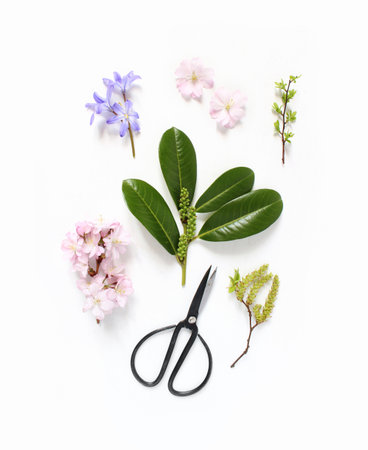 Spring botanical floral composition. Pink Japanese cherry blossoms, blue scilla flowers and evergreen English laurel branch with black vintage scissors on white wooden background. Styled stock photo. Flat lay, top view.の写真素材