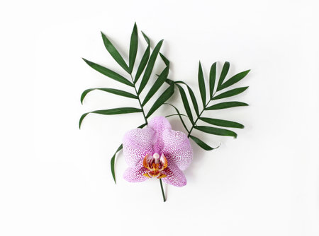 Styled stock photo. Jungle floral composition of green palm leaves and pink Phalenopsis orchid flower isolated on white background. Tropical summer holiday, vacation concept. Flat lay, top view.の写真素材