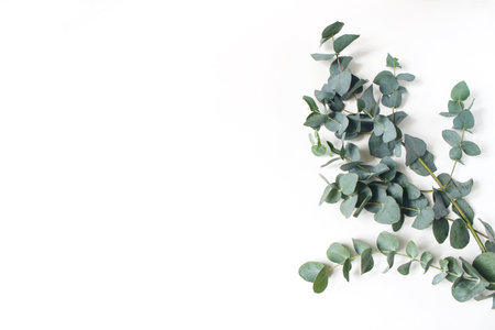 Frame, corner made of green Eucalyptus leaves and branches on white background. Floral composition. Feminine styled stock flat lay image, top view. Copy space.の写真素材