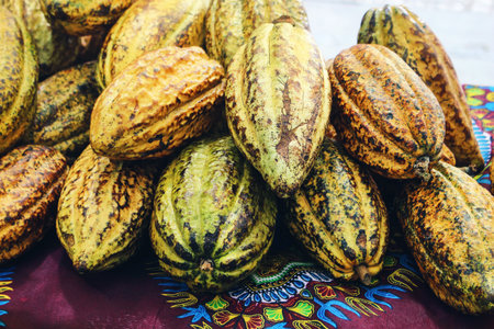 Closeup of pile of fresh cocoa pods, Theobroma cacao. Street tropical fruit market. Harvest of exotic food concept.の写真素材