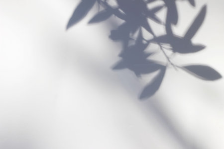 Shadows of olive tree leaves, branches over white wall. Summer background with a pattern of lens...