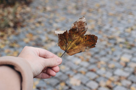 Closeup of woman hand in beige coat holding maple leaf in grey cloudy day. Blurred cobblestone...