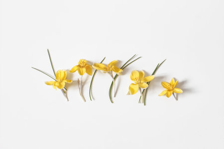 Easter floral composition. Yellow crocuses flowers in a row isolated on white table background. Styled stock photo. Spring blossoms, natural frame, web banner. Flat lay, top view.の写真素材