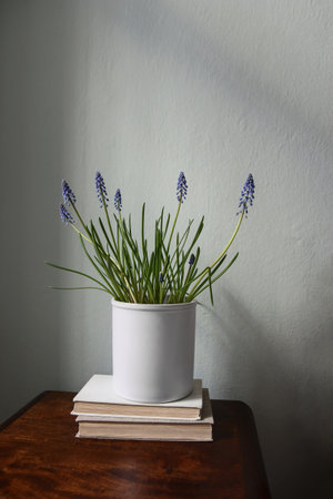 Spring floral still life. Blooming blue muscari plant in white flower pot. Vintage wooden bedside table, with old books. Elegant bedroom interior. Green wall background in sunlight. Vertical, nobody.の写真素材