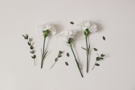 Feminine floral frame, composition. White carnation flowers and green eucalyptus leaves and branches isolated on beige table background. Flat lay, top view. Decorative natural web banner.の写真素材