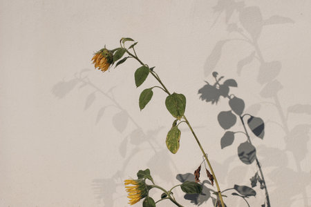 Floral shadows on beige concrete rough textured background. Dark silhouette of faded sunflower leaves and flower heads in sunlight. National Ukrainian flower. Natural shadow overlay. Copy spaceの写真素材