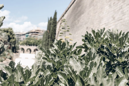Closeup of fig leaves in public park, selective focus. Blurred old town wall urban background. Palma de Mallorca, Spain, Balearic islands. European summer travel destination, tourisrt concept. Blue sky.の写真素材