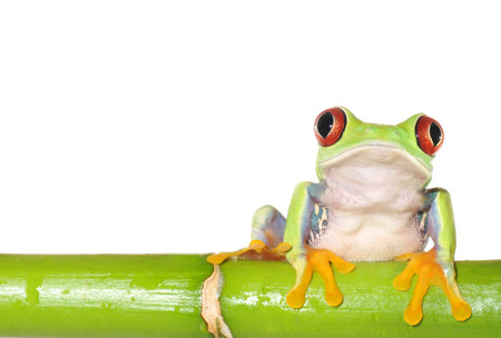 one of the most beautiful creatures on planet earth the red eyed tree frog  agalychnis callidryas  の写真素材