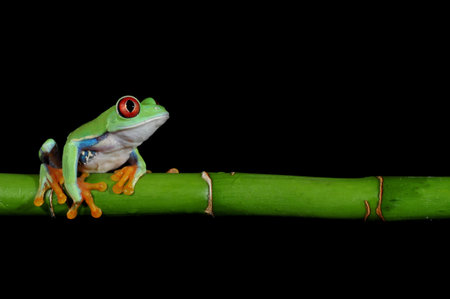 one of the most beautiful creatures on planet earth the red eyed tree frog  agalychnis callidryas  
