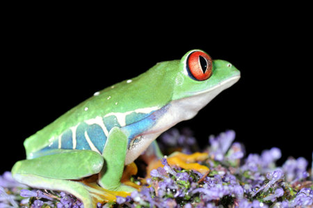 one of the most beautiful creatures on planet earth the red eyed tree frog  agalychnis callidryas  
