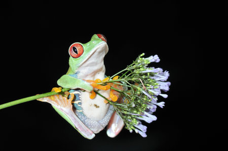one of the most beautiful creatures on planet earth the red eyed tree frog  agalychnis callidryas  