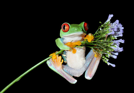 one of the most beautiful creatures on planet earth the red eyed tree frog  agalychnis callidryas  