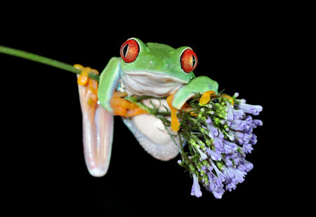 one of the most beautiful creatures on planet earth:the red eyed tree frog (agalychnis callidryas)