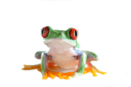 one of the most beautiful creatures on planet earth the red eyed tree frog  agalychnis callidryas  の写真素材