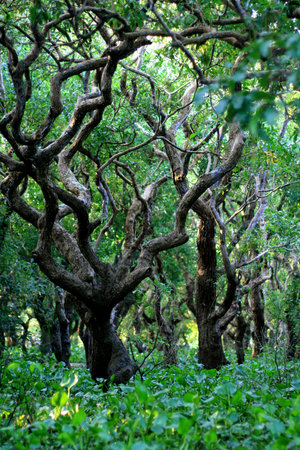 Flooded forest of mangrove trees at Kompong Phluk, near Siem Reap, Cambodiaの写真素材