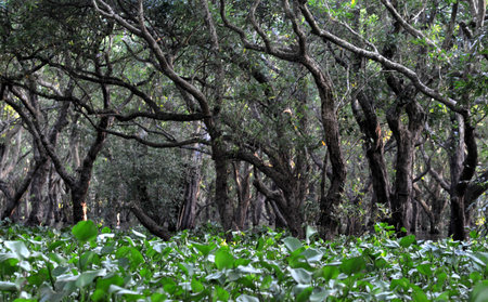 Flooded forest of mangrove trees at Kompong Phluk, near Siem Reap, Cambodiaの写真素材