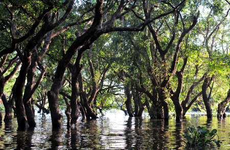 Flooded forest of mangrove trees at Kompong Phluk, near Siem Reap, Cambodiaの写真素材