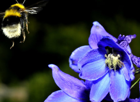 bumble bee flying to a flowerの写真素材