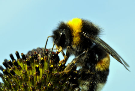 bumble bee on a flower