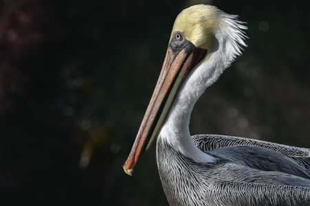 Close-up of a California Brown Pelican in the sun off the coast of San Diegoの写真素材