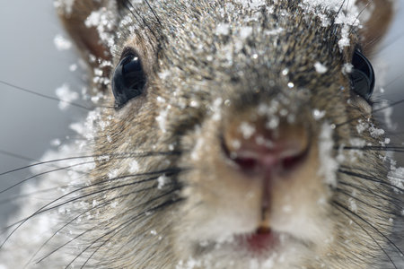 Close-up of a curious squirrel on a cold winter day in New England