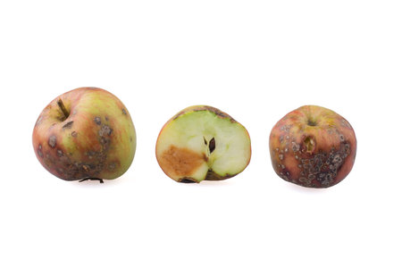 Rotten applesの写真素材