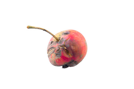 Rotten apple on a white backgroundの写真素材