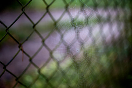 Spider web with drops of dewの写真素材