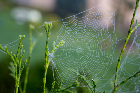 Spider web with drops of dewの写真素材