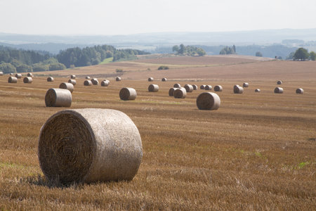 Straw bales on a farmland with the blue skyの写真素材