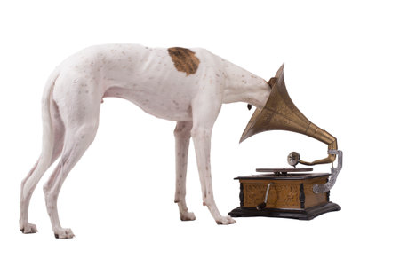 Greyhound and an old gramophone isolated on a white backgroundの写真素材