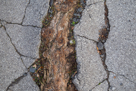 Cracked asphalt, rootの写真素材