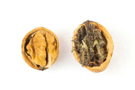 Wormy walnut on a white backgroundの写真素材