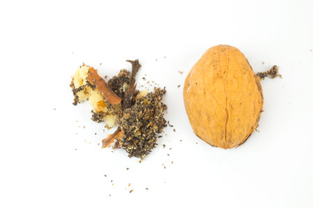 Wormy walnut on a white background