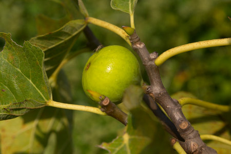 Green fig on a fig tree, fruit, flyの写真素材